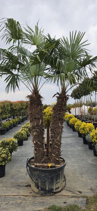 Palmier! sunt aclimatizati la noi,rezista la -20