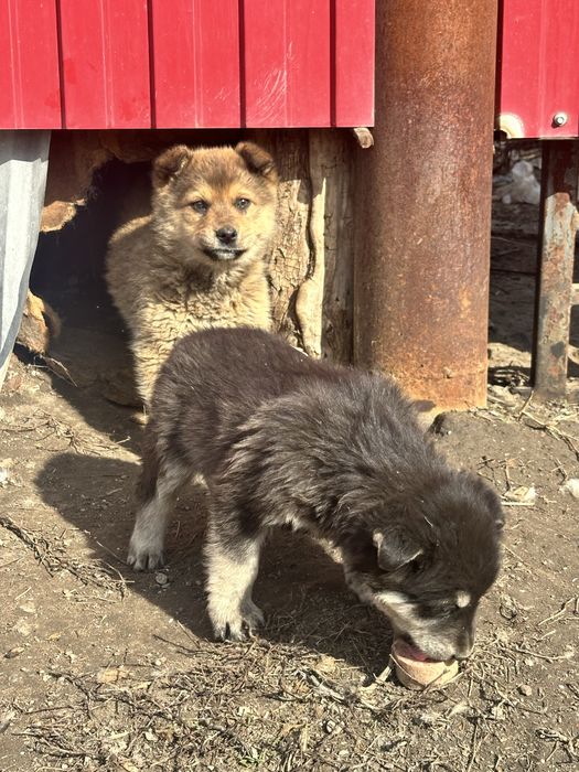 Однам щенят в добрые руки