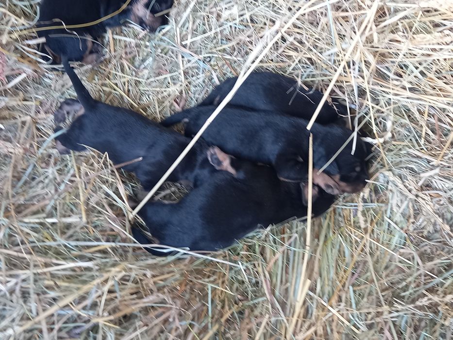 Вязка Ягдтерьера