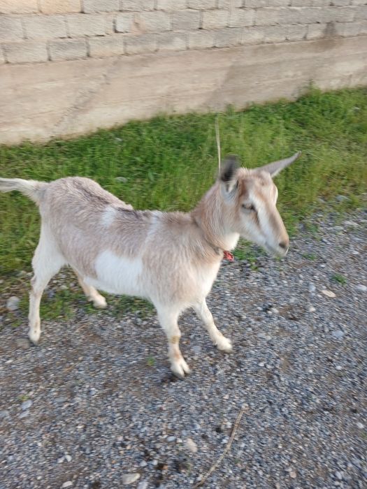 Алпи сатылад жақсы