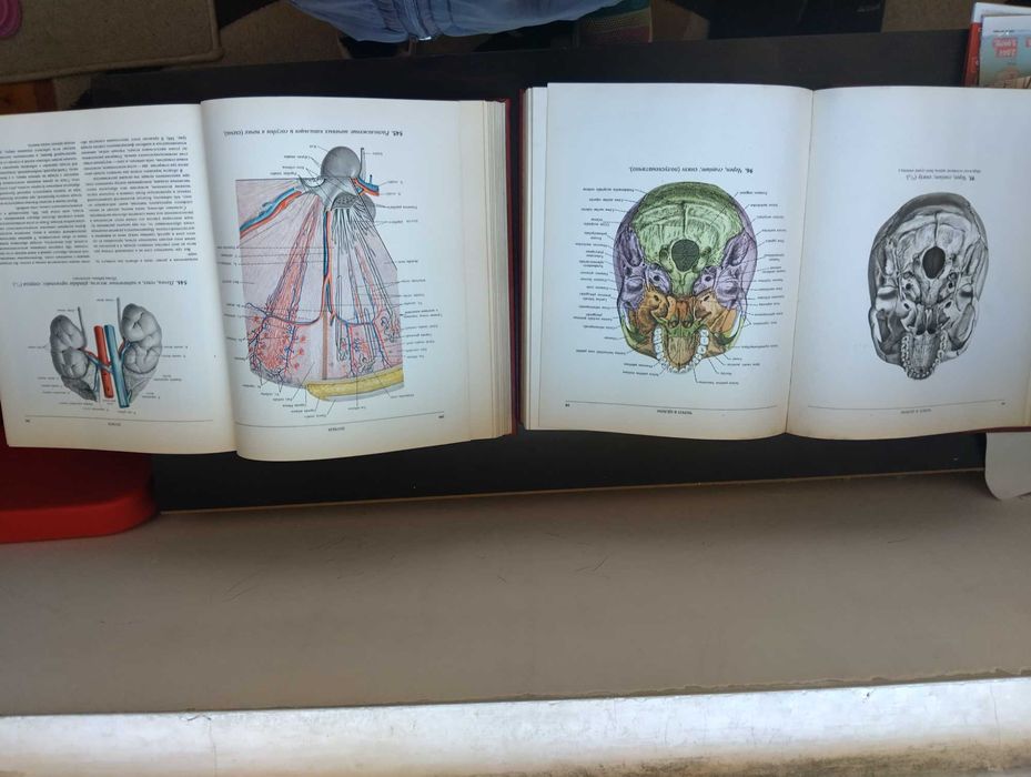 Атлас анатомии человека 1 и 2 том Синелников