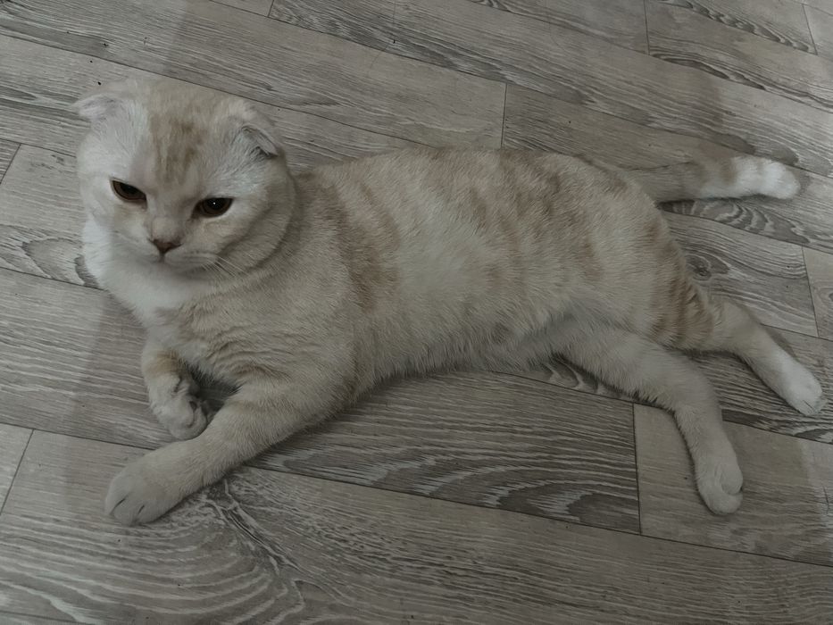 Ищем девочку, для вислоухого британца.