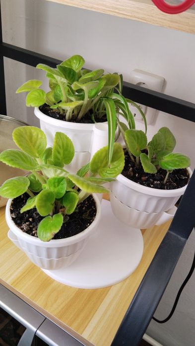 Фиалка домашние цветы