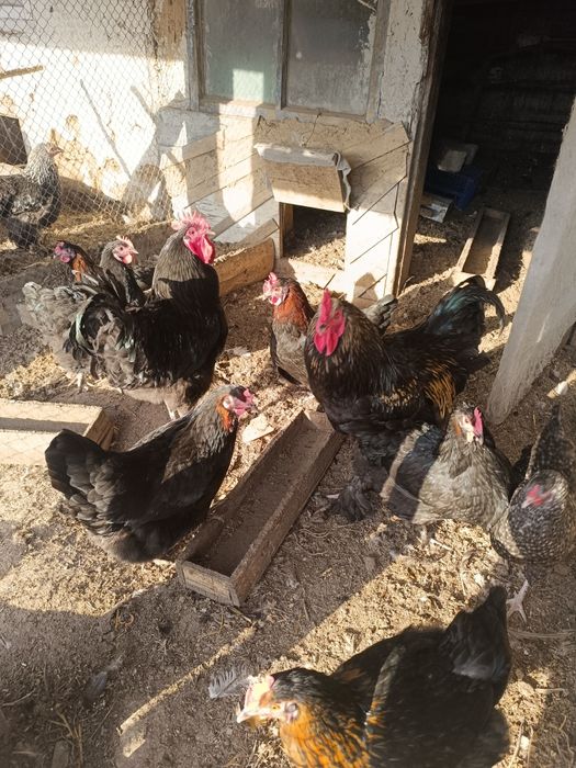 Инкубационное яйцо.