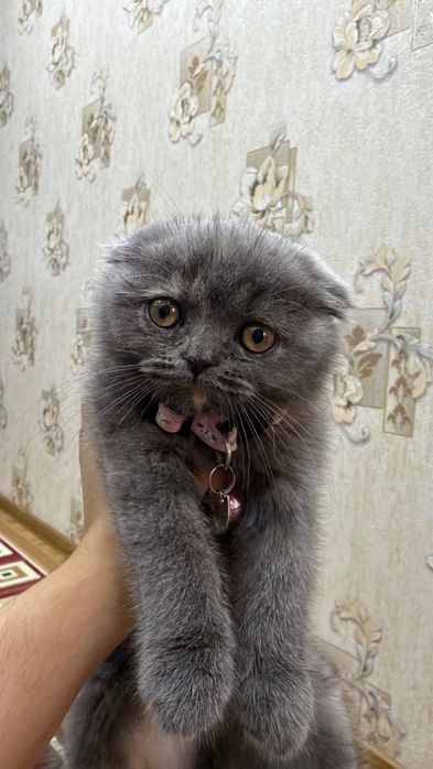 продаётся кошка скоттиш фолд девочка