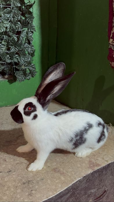 Masculași din rasa Fluture german