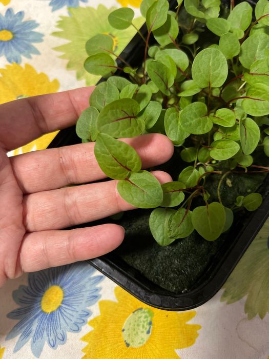 Микрозелень на кшт