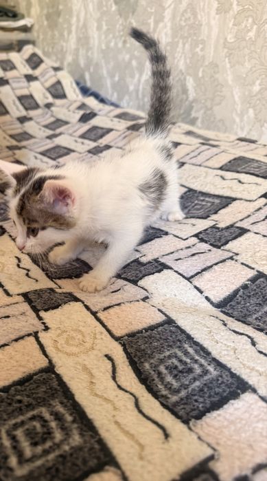 Отдам котенка в хорошие и добрые руки