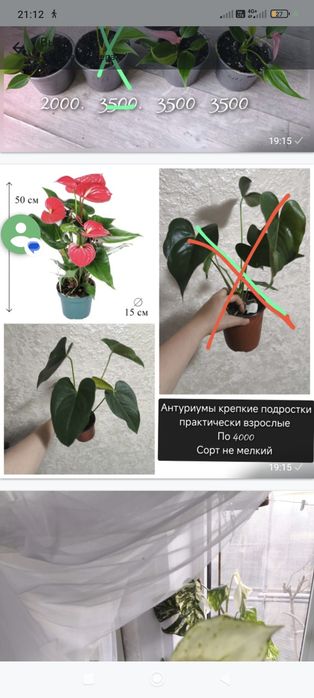 Мужское счастье антуриум сортовые