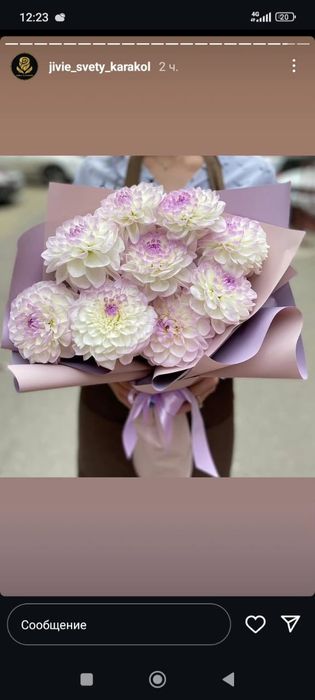 Клубни цветов гергины