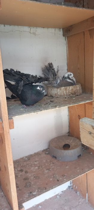 Porumbei rotati voltati