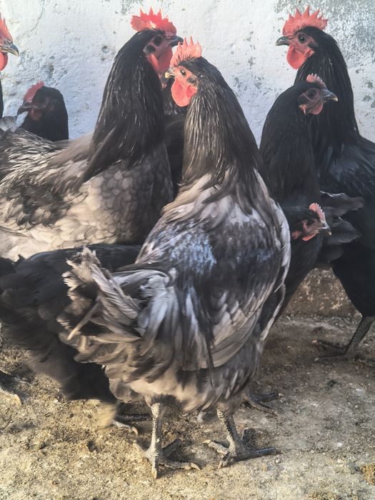 Vând cocoși Austrolop