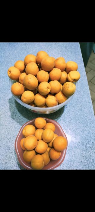 Саженцы абрикоса