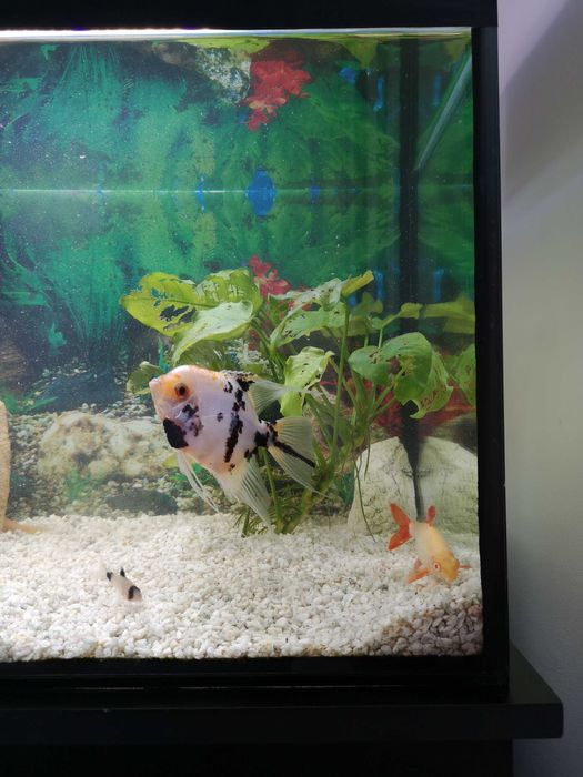 Acvariu 112 litri cu dulap sustinere. Accesorii si pesti cadou