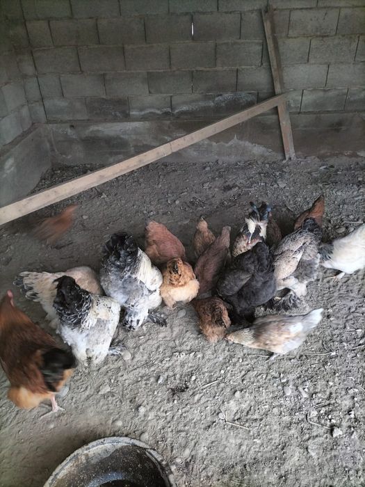 Жас балапан тауыктар