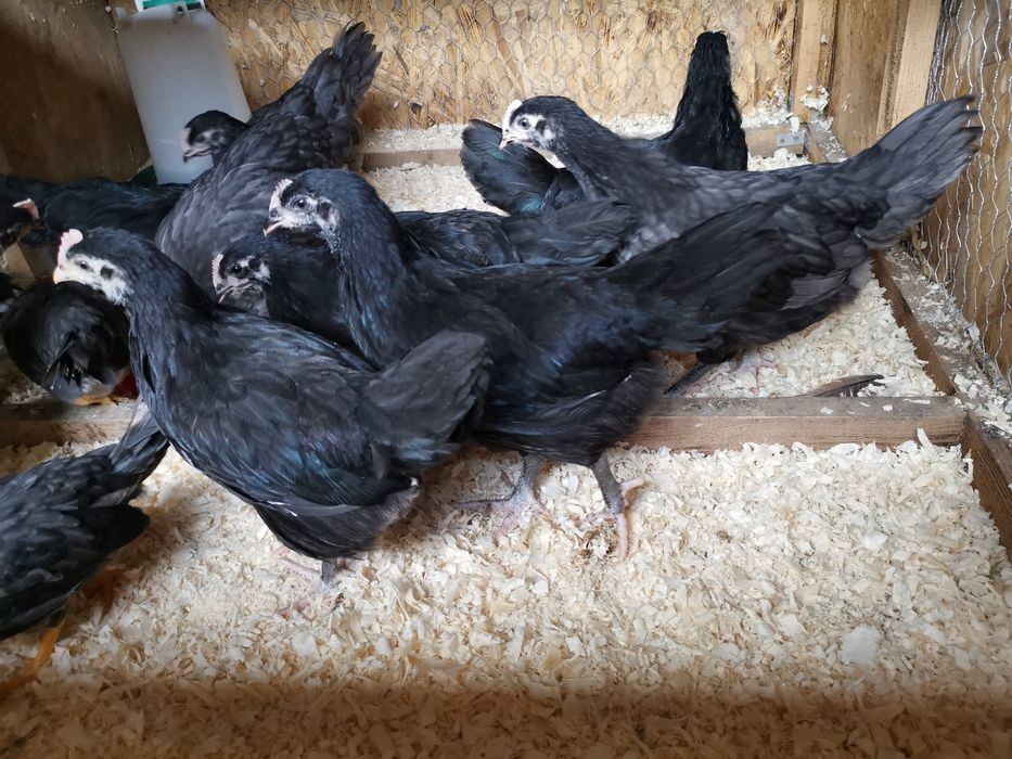 Oua de incubat si pui din  rasa de gaini  Australorp negru si  albastru