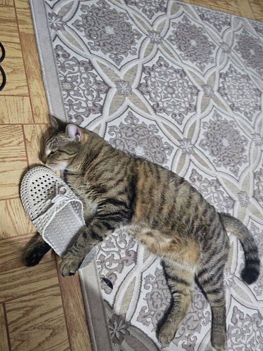 Отдам кошку добрым людям