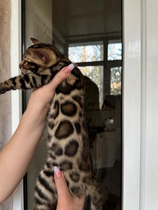 Бенгальские котята