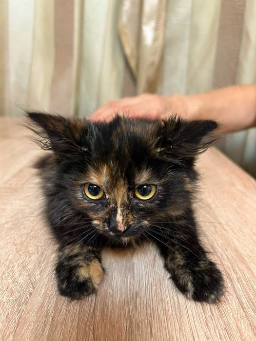 Котята бесплатно