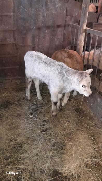 Продам     телят