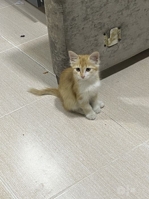 Катенок 2 месяца