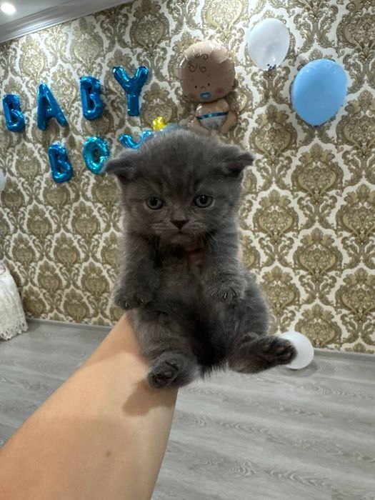 Кошка Скоттиш Страйт