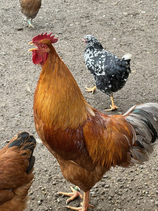 New Hampshire familie 1+5