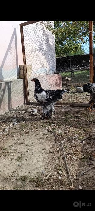 Brama tochkali xorozla