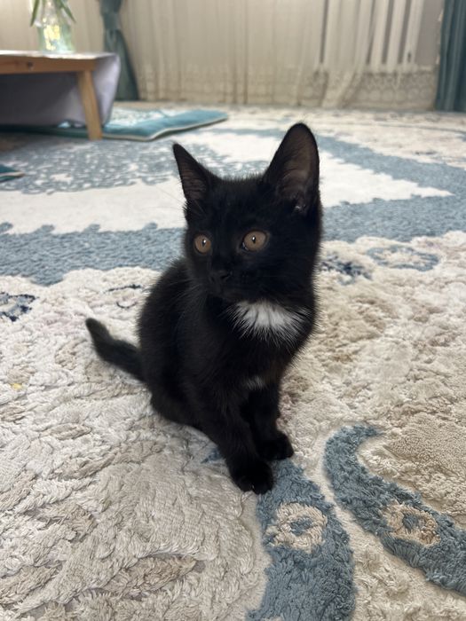 Отдам котенка мальчик