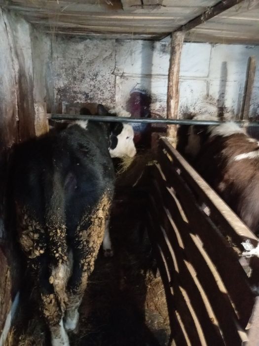 Продам два бычка находится в Кокшетау