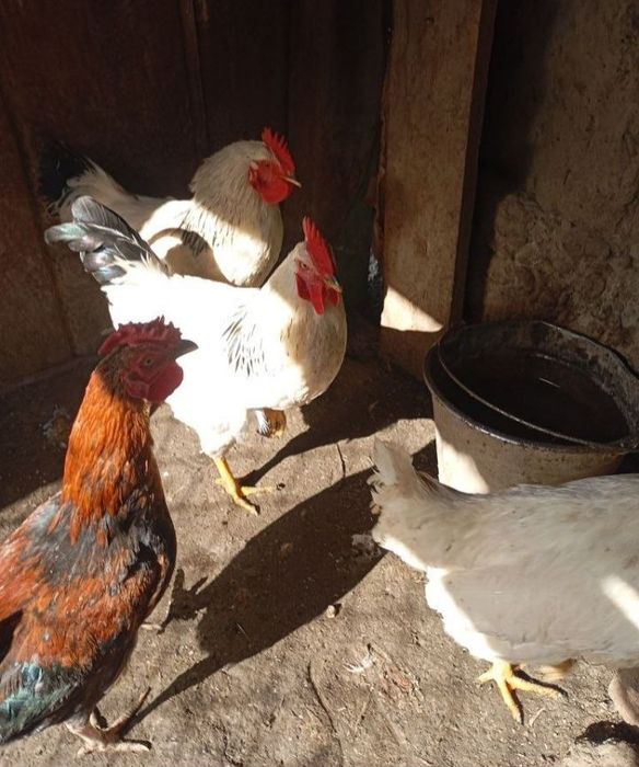 Adler Xurozlari sotiladi