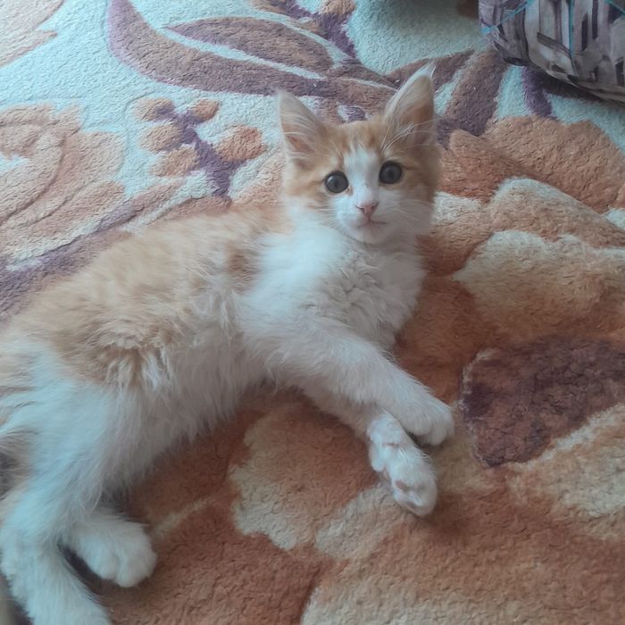 Отдам котёнка (мальчик) в добрые руки