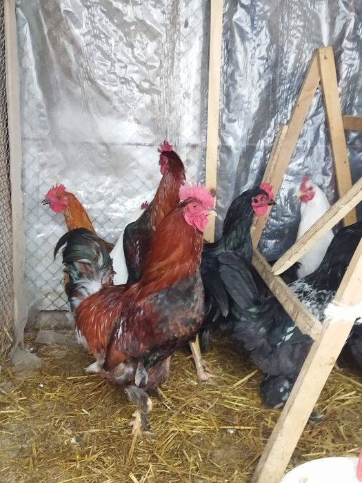 Продам куры домашние