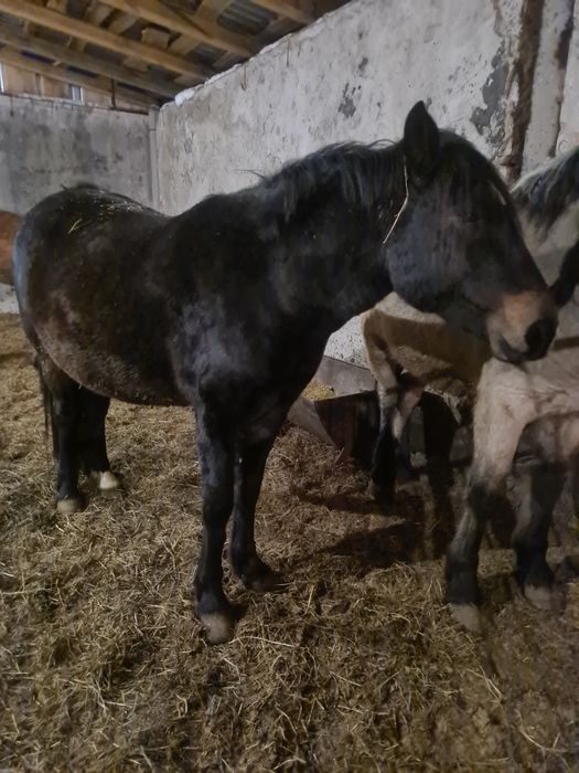 Продам байтал с откорма