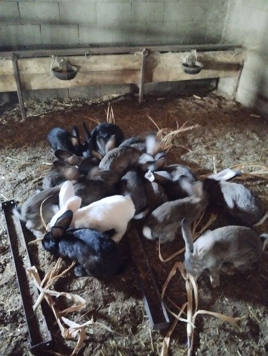 Iepuri uriaș de 8 luni