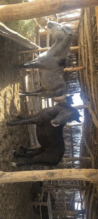 Сатам 3 бас еркектер баилауда тұр