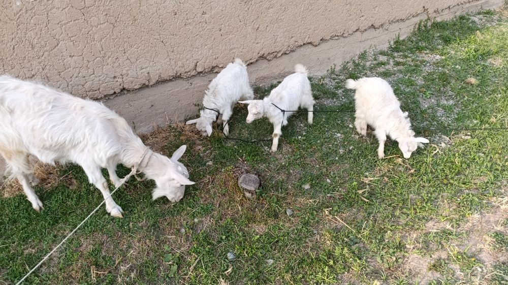 Козлы. Продаётся