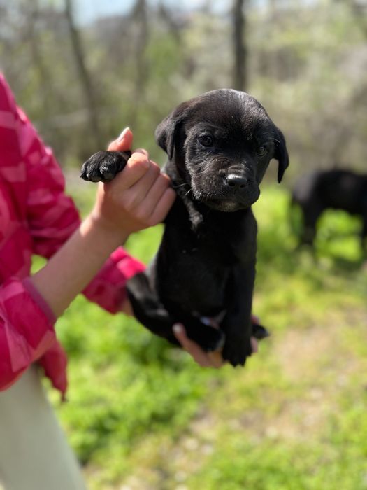 Кученца Кане Корсо