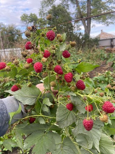 Малина сорта Амира