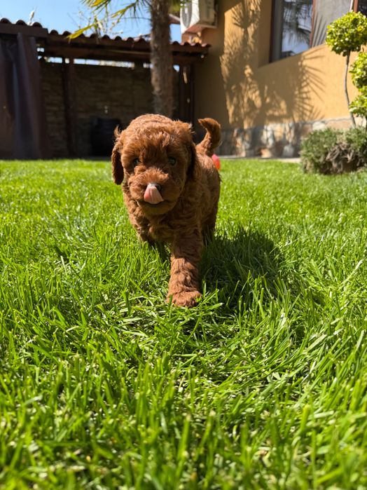 Пудел red poodle