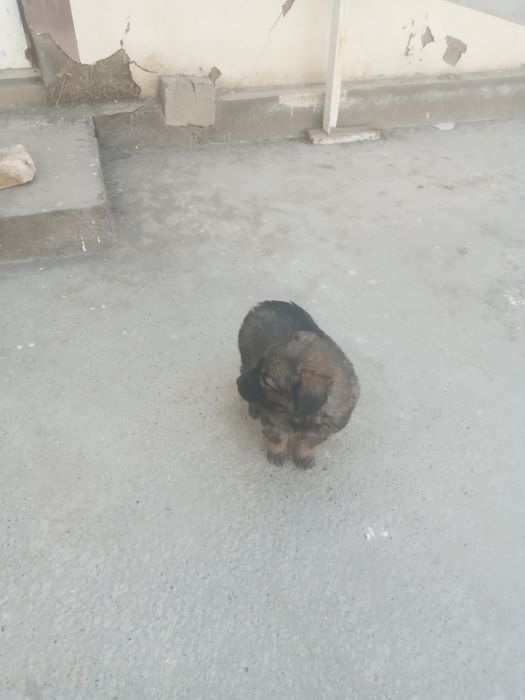 Собака отдам в хорошие руки