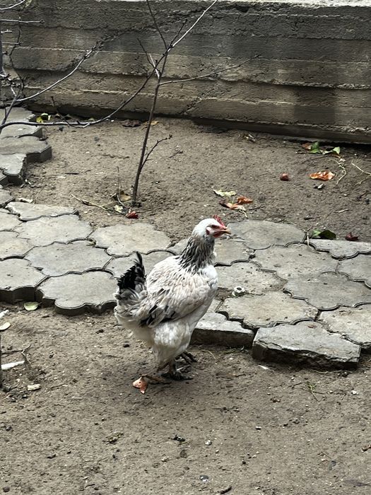 Ассалаумағалейкум