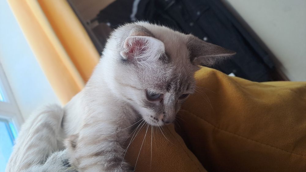 Очень милая кошечка