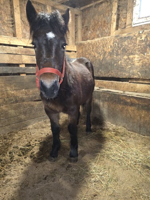 Vand manz, manza, cai!