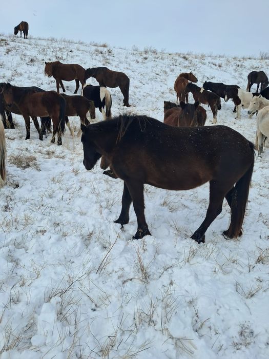 Қысыр семіз би сатамын
