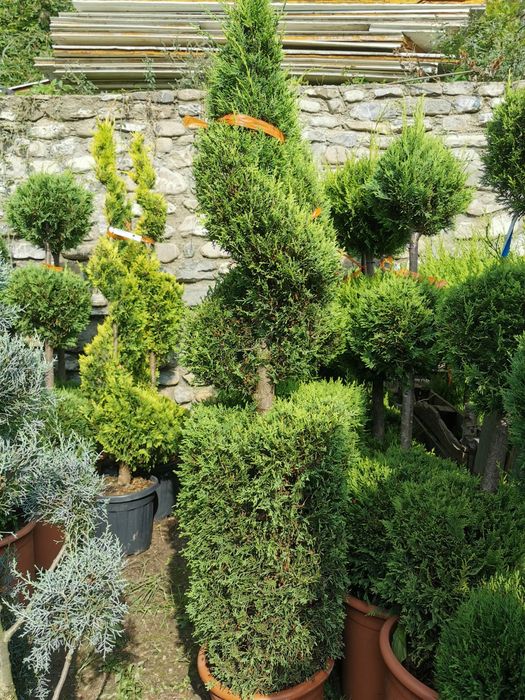 Tuia spirală 2m plus