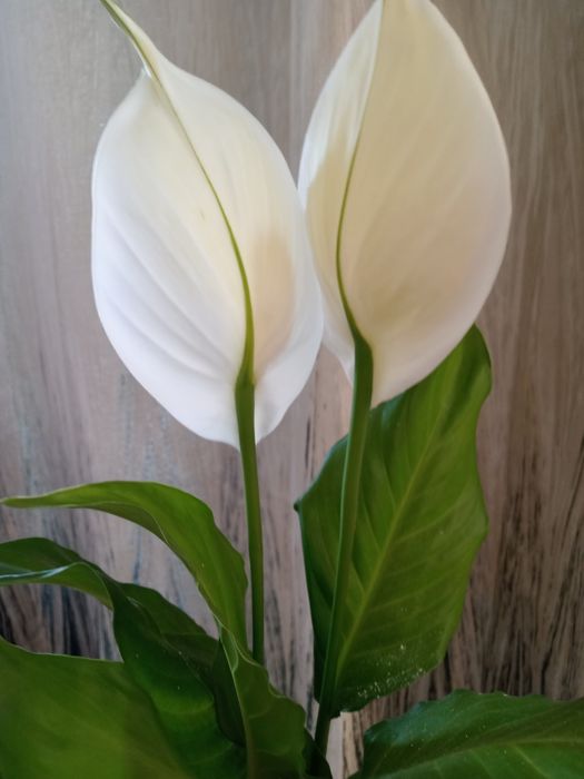 Продам комнатные цветы