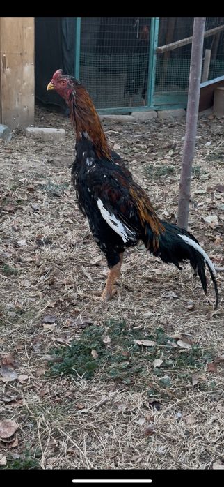 Дакан бойцовый чисто кров