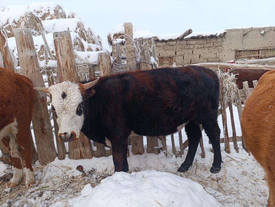 Соғым сатылады жас мал