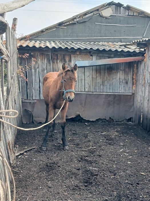 Продам жеребчика 6 месяцев